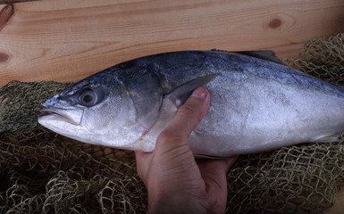 Wall Mural - Japanese amberjack (yellowtail) on net