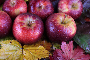 Sticker - Apples on autumn leaves