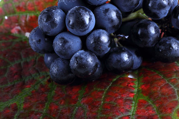 Wall Mural - Wine grape on autumn leaf