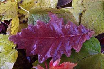 Sticker - Autumn leaves background