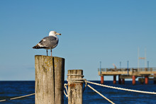 Seagull Perching On Wooden Post By Sea