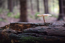 Close-up Of Mushroom Growing On Log