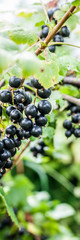 Wall Mural - Blackcurrant Berries on a Branch