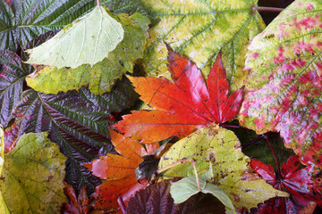 Sticker - Autumn leaves background