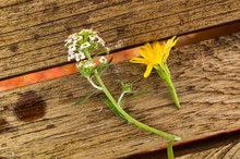 High Angle View Of Flowers On Wooden Steps