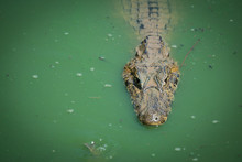 High Angle View Of Caiman In Pond