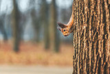 Fototapeta Las - Squirrel in Autumn Forest Park