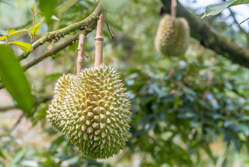 Wall Mural - Monthong durian waiting for harvest on the tree in the farmer's garden is thailand's most famous fruit.