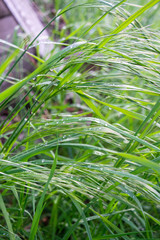 green grass in the wind after rain