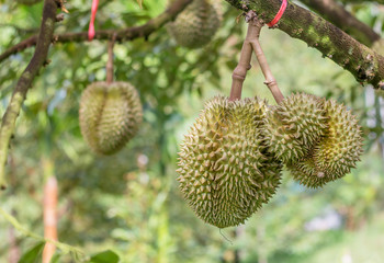 Wall Mural - Monthong durian waiting for harvest on the tree in the farmer's garden is thailand's most famous fruit.