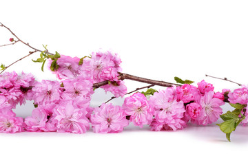 Canvas Print - Cherry flowers isolated on white background. Sakura