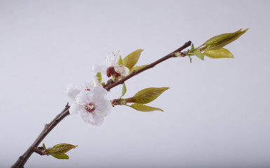 Wall Mural - Sakura blossom on gray background