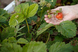 Fototapeta Kuchnia - Closeup of old woman's hands holding organic garden summer strawberry berries while picking up berries on a strawberry farm. Grandma's hobby. Healthy lifestyle and healthy food.