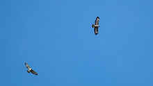 Two Buzzards Circling In A Cloudless Blue Sky