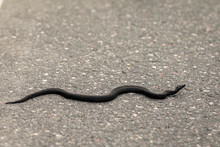 Common European Viper - Vipera Berus - Melanistic Black Reptile Crossing Asphalt Road