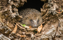 Hedgehog, Wild, Native, European Hedgehog Emerging From A Fallen Tree Trunk In Natural Woodland Habitat. Facing Forward.  Horizontal.  Space For Copy.