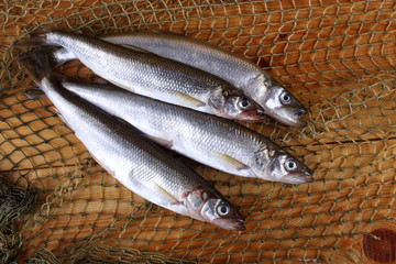 Wall Mural - Smelt fishes on net. Pacific smelt variety