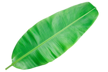 Banana leaves on a white background clipping path