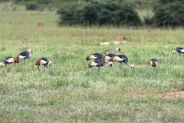 Wall Mural - A group of african crowned cranes in a meadow