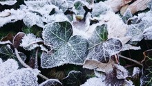 Close-up Of Frozen Plants During Winter