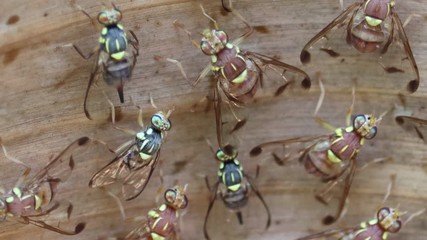 Wall Mural - wasp on banana leaf