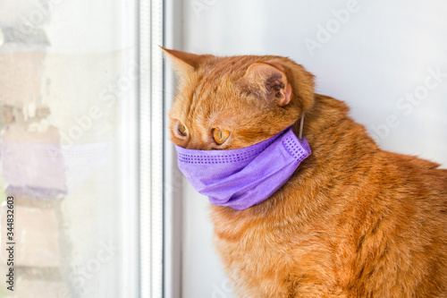 Red cat in a medical mask on window . Animal health. Coronavirus. Coronavirus disease in cats and animals .