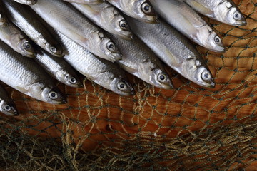 Poster - Smelt fishes on net. Pacific smelt fish variety