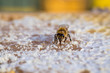 Pszczoła miodna na plastrze