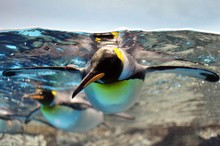 Close-up Of Penguin Swimming In Sea