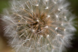 Fototapeta Dmuchawce - close up of dandelion