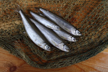 Poster - Smelt fishes on net. Pacific smelt fish variety