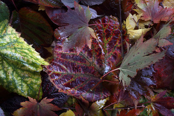 Sticker - Autumn leaves background