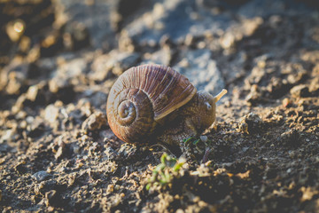 The snail with its shell in nature