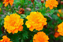 Orange Marigolds Aka Tagetes Erecta Flower On The Flowerbed
