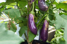 Eggplant Or Aubergine Is Also Known As Brinjal. The Fruit Is Popularly Used As A Side Dish And Vegetable.