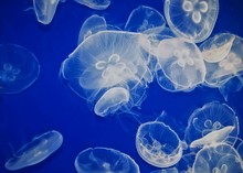 Moon Jellyfish Swimming In Aquarium
