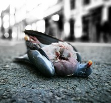 Close-up Of Dead Pigeon On Road