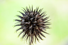 Close Up Of A Dried Thistle Flower