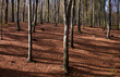 cienie padające przez drzewa w lesie