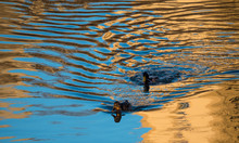 Ducks Swimming In Water