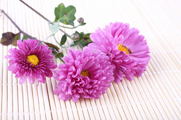 Sticker - Chrysanthemum on bamboo background