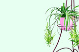 Fototapeta Sypialnia - Home flower in pink pot on flower stand on soft green background isolated. Home decor. Copy space.