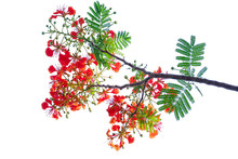 Royal Poinciana Flower , Red Flower Isolated On White Background.