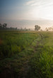 © Hadiyat - Sunset in the ricefield
