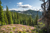 Fototapeta Góry - The Washington Section of the Pacific Crest Trail in the North Cascades with view of the mountains and pines.