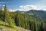 Fototapeta Góry - The Washington Section of the Pacific Crest Trail in the North Cascades with view of the mountains and pines.