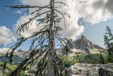 Fototapeta Góry - The Washington Section of the Pacific Crest Trail in the North Cascades with view of rocky mountains and large tree in foreground.