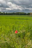 Fototapeta  - Single poppy in a field with young rye.
