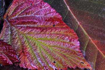 Canvas Print - Autumn raspberry leaf