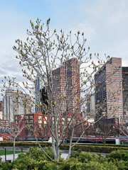 Wall Mural - Blooming tree at Financial District at North End Park Boston